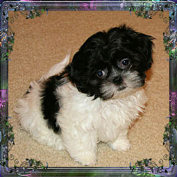 Mandy tiny little female chinese imperial shih tzu puppy teacup